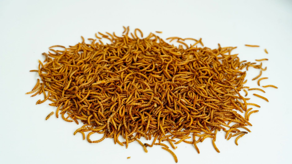 Different application scenarios of yellow mealworms