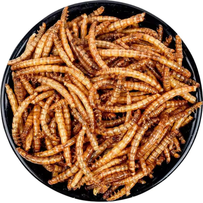 What Are The Health Benefits of Mealworms?