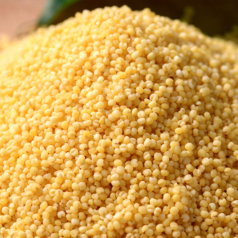 mung bean flour-Can dogs eat kidney beans?