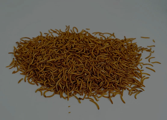 Dried Mealworms