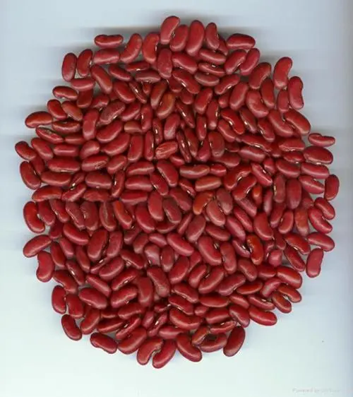 Kidney Beans : Nutrition Facts and Health Benefits