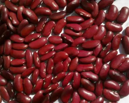 Kidney Bean Nutrition Facts and Health Benefits