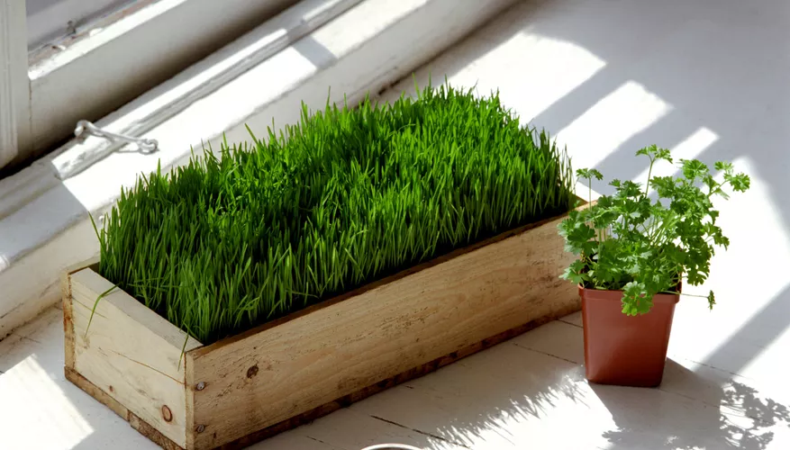 What Four Accessory Pigments Are Necessary for Photosynthesis to Be Carried Out?