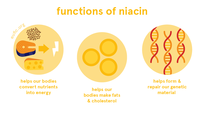 Niacin: foods, functions, how much do you need & more Quinoline